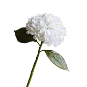 Tall White Hydrangea