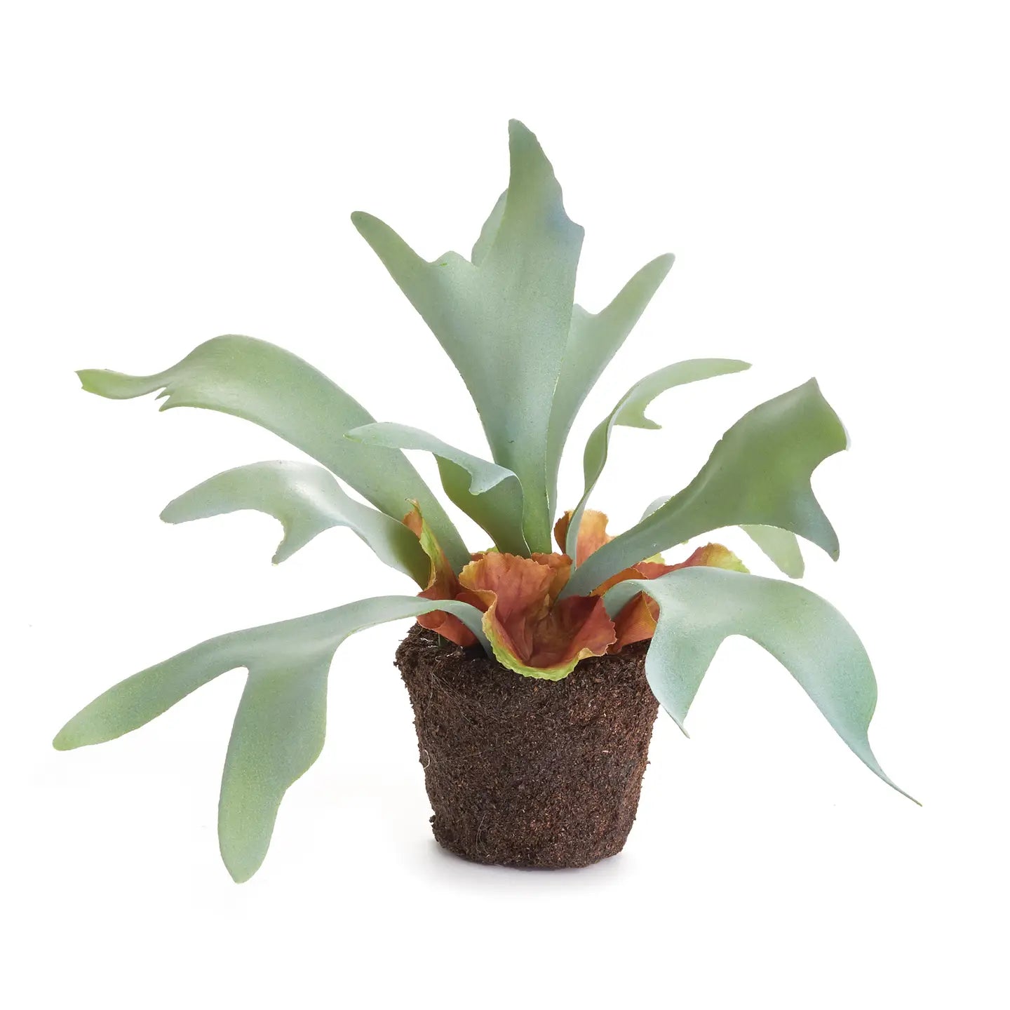 Small Staghorn Fern
