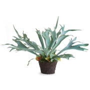 Large Staghorn Fern