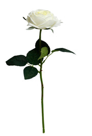 Off White Cabbage Rose