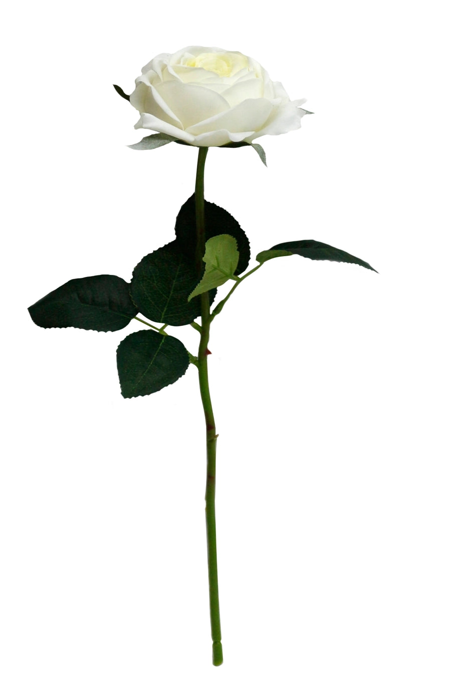 Off White Cabbage Rose