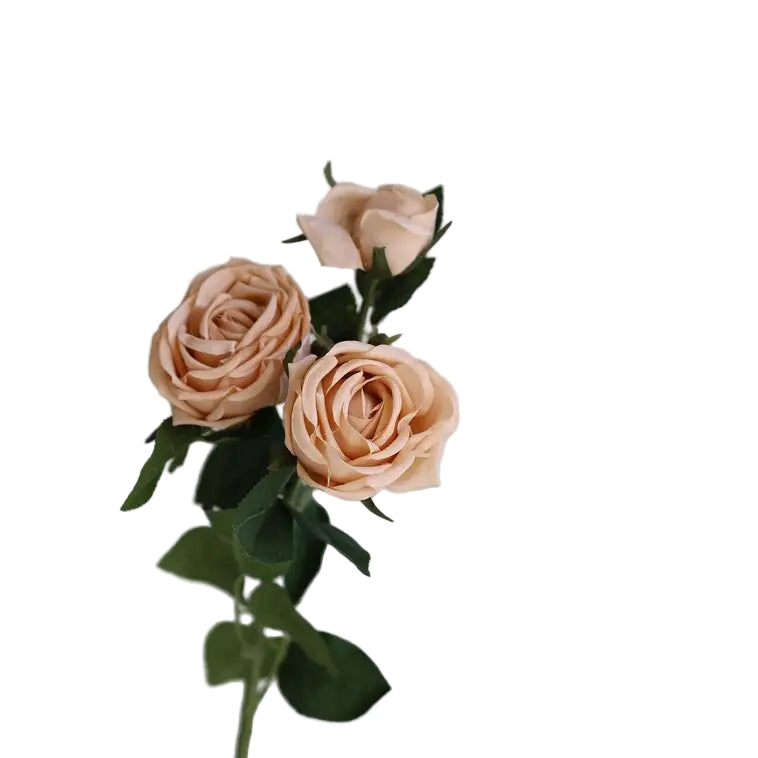 28.75in Beige Cabbage Rose