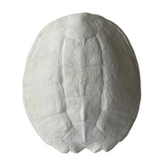 Sea Turtle Shell