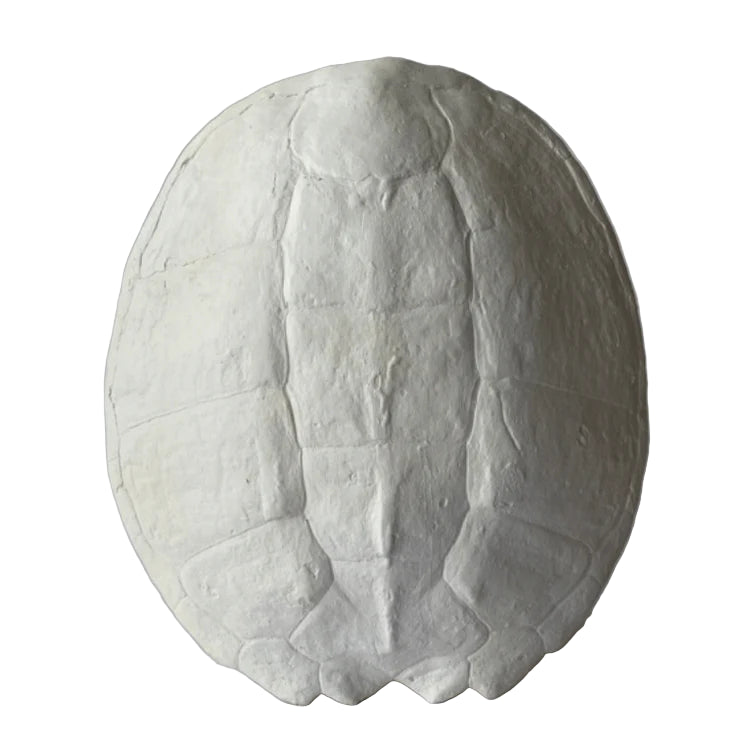 Sea Turtle Shell