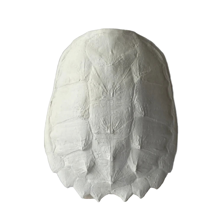 Snapping Turtle Shell