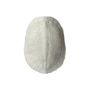 River Turtle Shell