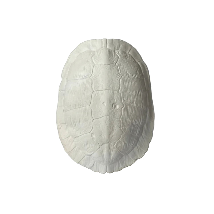 River Turtle Shell