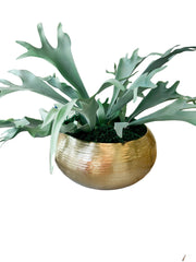 Bowie Bowl