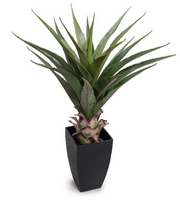 28in Agave Plant