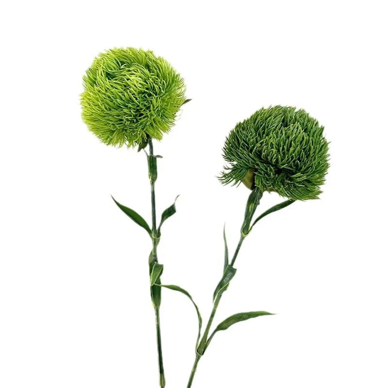 21.5in Deep Green Dianthus