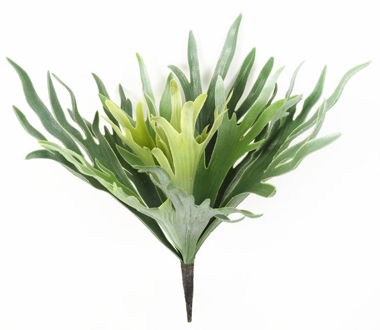 Medium Staghorn Fern Pick
