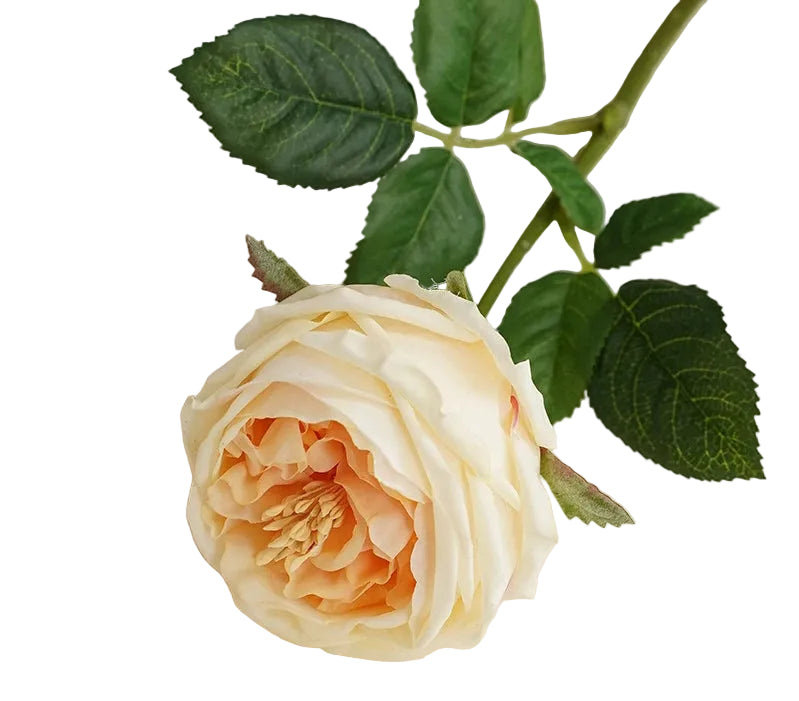 17 in Champagne Cabbage Rose