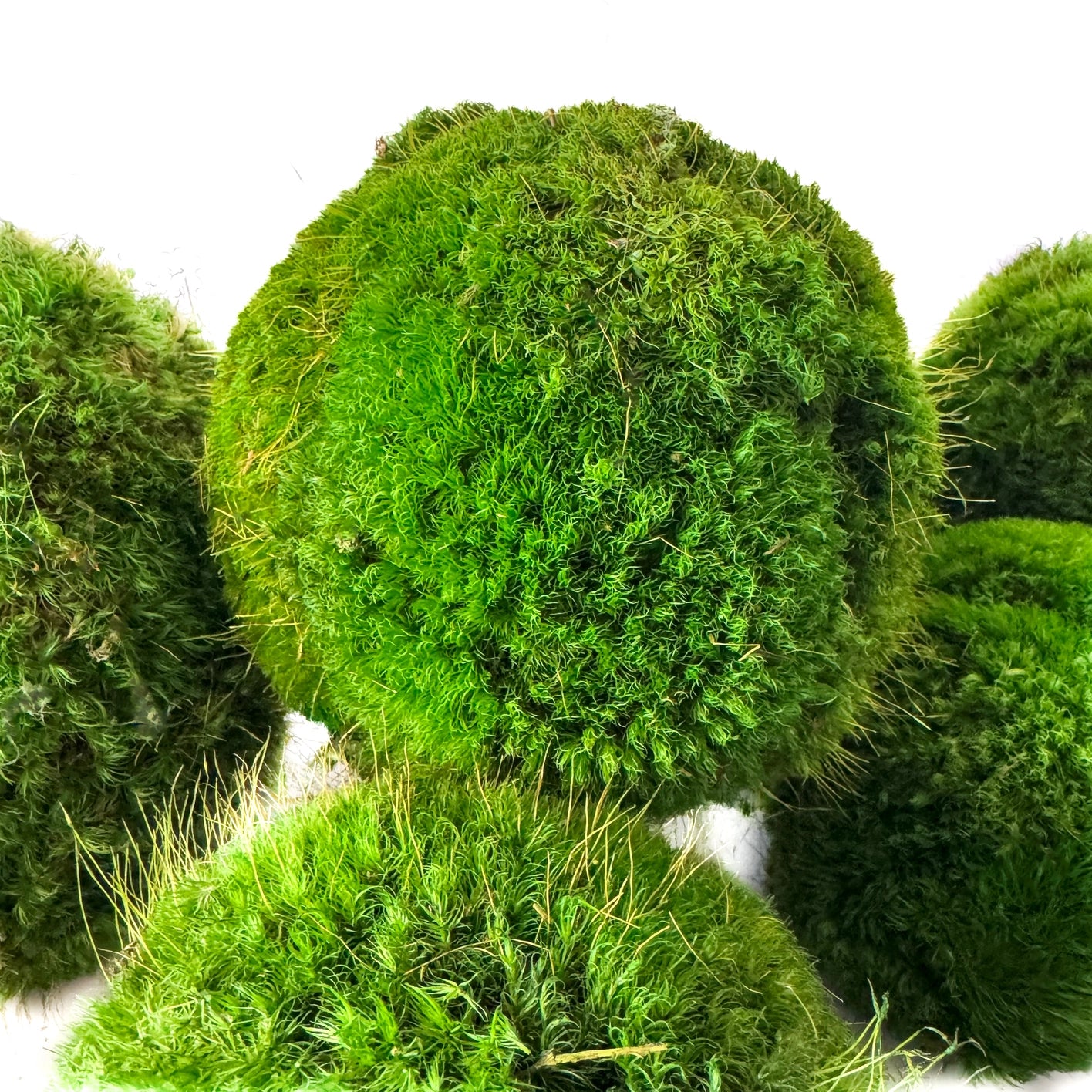 Large Live Moss Ball