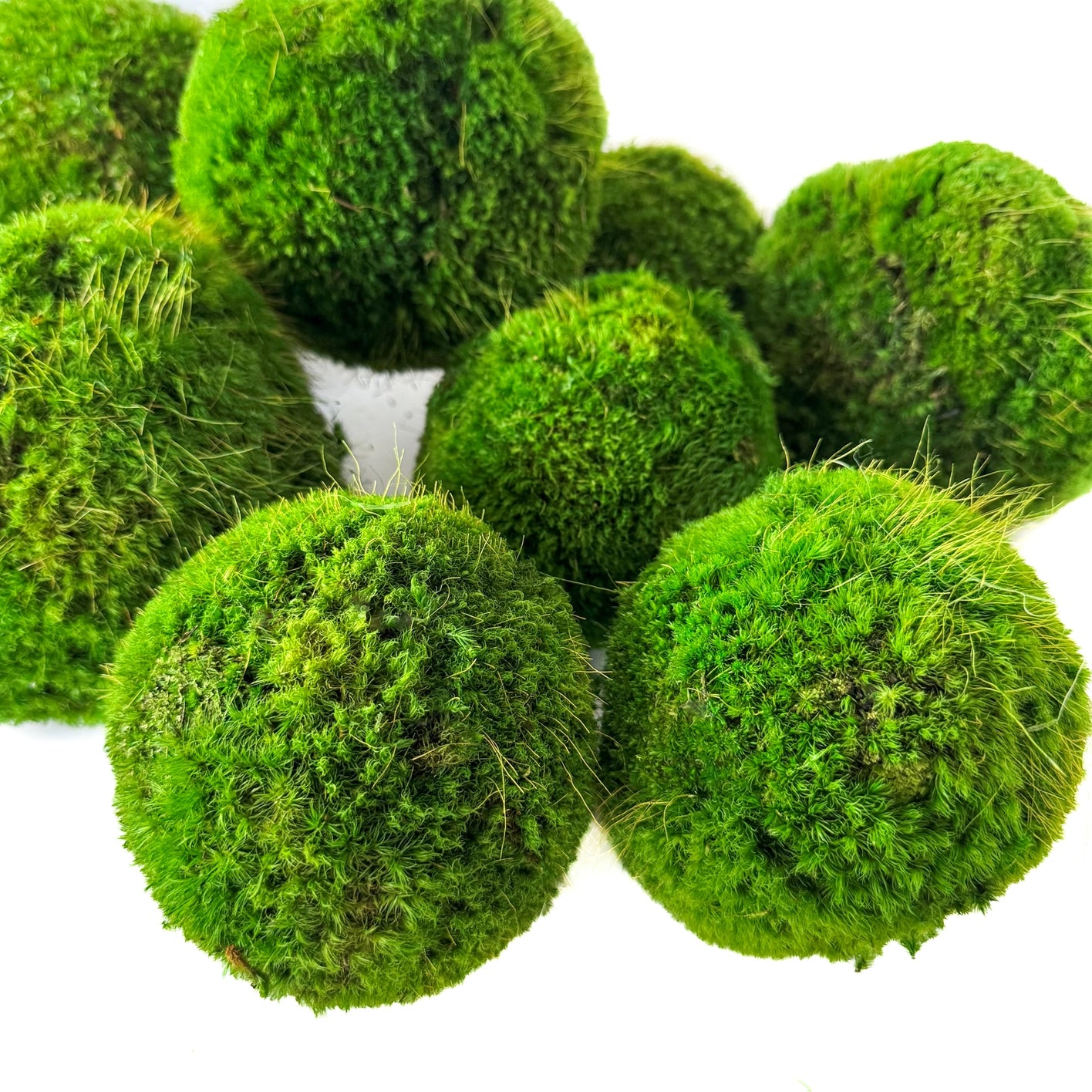 Medium Live Moss Ball