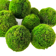 Medium Live Moss Ball