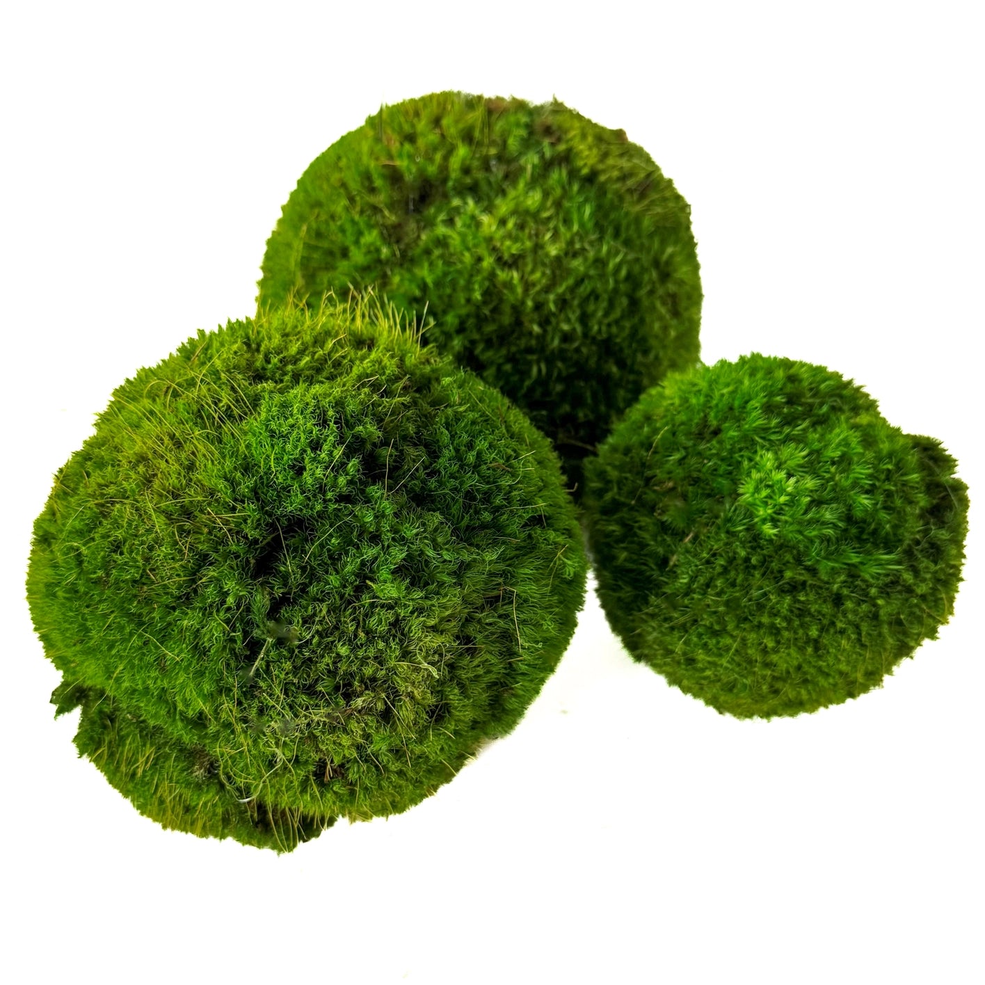 Small Live Moss Ball